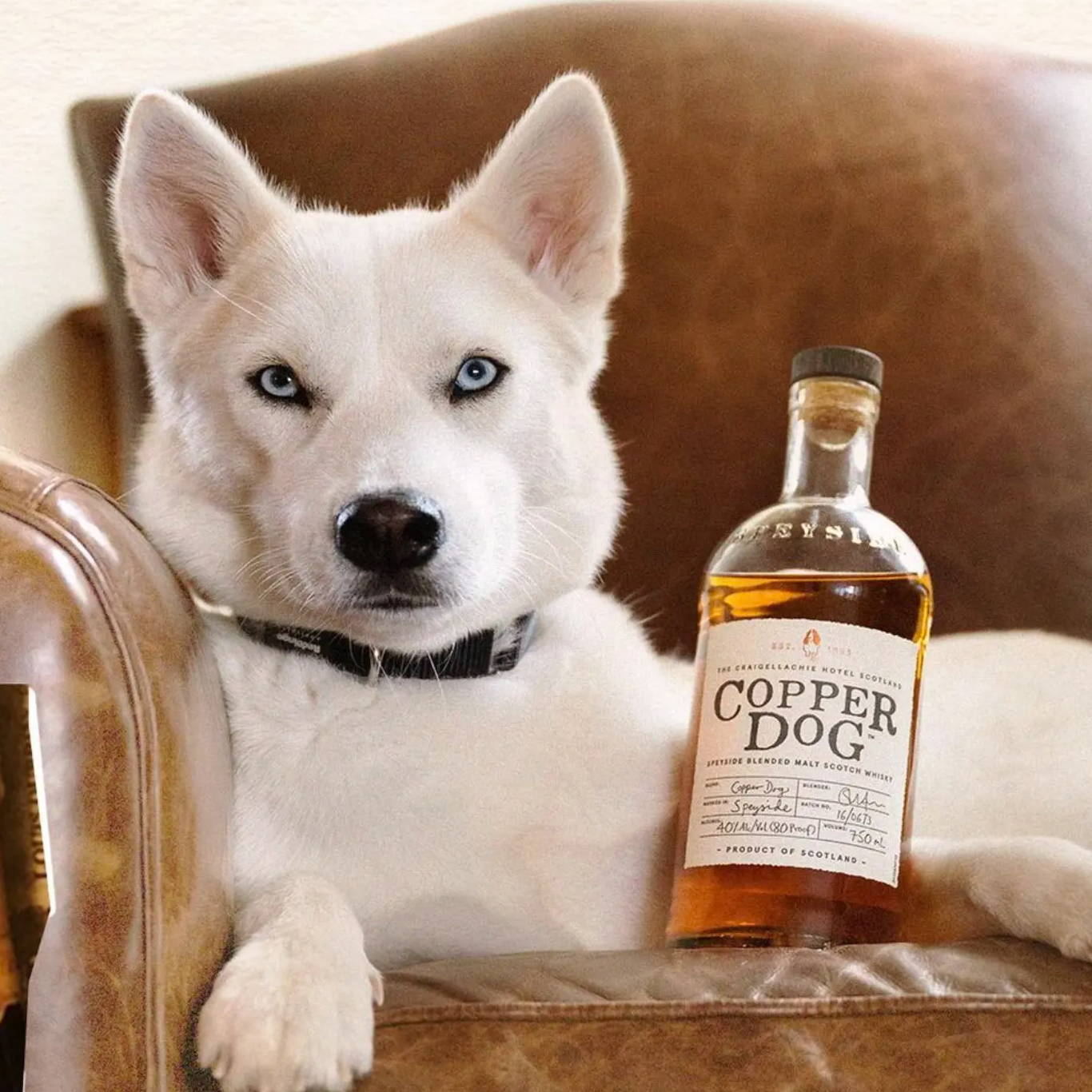 Copper Dog Whisky